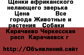 Щенки африканского нелающего зверька  › Цена ­ 35 000 - Все города Животные и растения » Собаки   . Карачаево-Черкесская респ.,Карачаевск г.